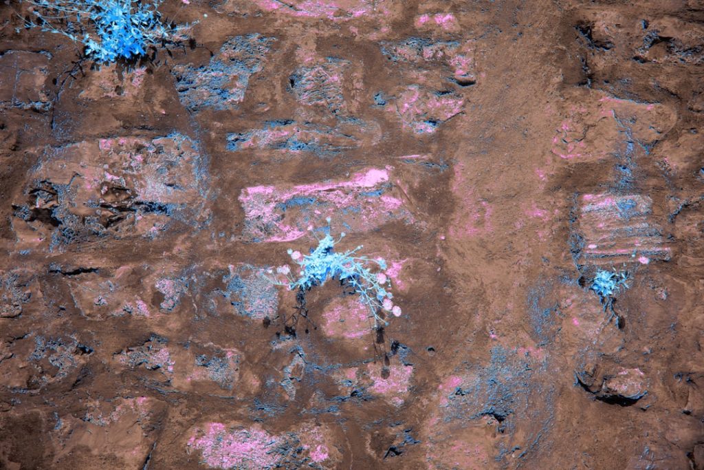 地球微生物が火星環境で生存、宇宙飛行士の免疫回避も可能