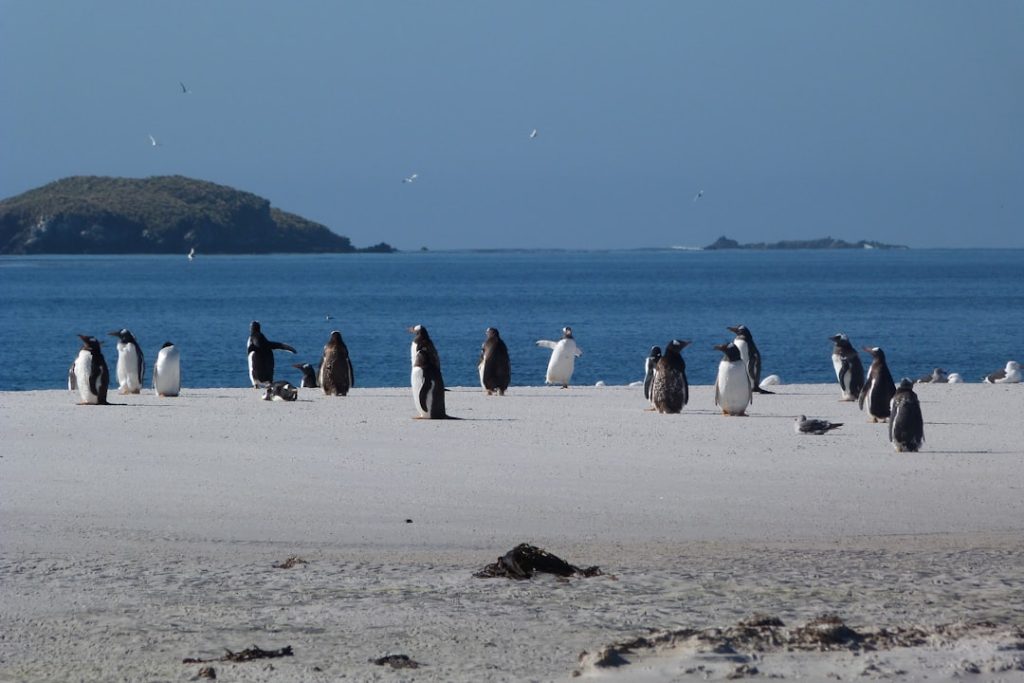 衛星画像でペンギンの糞から南極生態系を監視、危険島で新知見